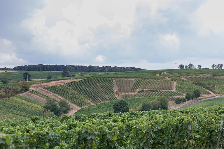 Blick auf die Weinberge unweit der Vogelsburg (Lkr. Kitzingen) im August 2022. Veränderungen durch den Klimawandel sind auch in der Region längst spür- und sichtbar. Blick auf die Weinberge unweit der Vogelsburg (Lkr. Kitzingen) im August 2022. Veränderungen durch den Klimawandel sind auch in der Region längst spür- und sichtbar.