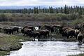Im falschen Territorium: Bisons beim Ort West Yellowstone in Montana werden zurück in den Yellowstone gedrängt.
