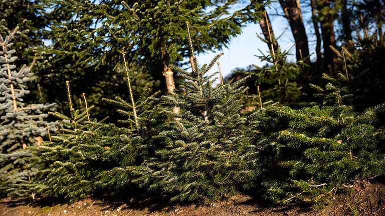 Im Stadtteil Reichenbuch soll es bisher keinen Christbaum auf einem öffentlichen Platz gegeben haben. (Symbolbild) Im Stadtteil Reichenbuch soll es bisher keinen Christbaum auf einem öffentlichen Platz gegeben haben. (Symbolbild)