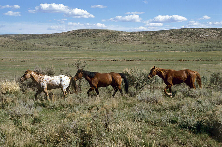 Mustangs wie diese in Colorado sind Teil der amerikanischen Cowboy-Romantik. Doch das ist nur die eine Seite der Medaille, denn oft sind die robusten und gut an Land und Klima angepassten Pferde den Farmern ein Dorn im Auge, weil sie die gleichen Weidegründe nutzen wie ihre Rinder. Mustangs wie diese in Colorado sind Teil der amerikanischen Cowboy-Romantik. Doch das ist nur die eine Seite der Medaille, denn oft sind die robusten und gut an Land und Klima angepassten Pferde den Farmern ein Dorn im Auge, weil sie die gleichen Weidegründe nutzen wie ihre Rinder. 