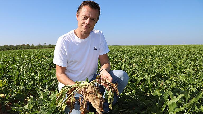 Hofft auf eine gute Ernte: Noch stehen die Rüben von Bernhard Bumm aus Kolitzheim auf seinen Feldern. Die konventionellen Zuckerrüben werden erst ab dem 4. Oktober gerodet. Sorge bereitet ihm und anderen Anbauern die aus dem Raum Ochsenfurt kommende Stolbur-Erkrankung. Hofft auf eine gute Ernte: Noch stehen die Rüben von Bernhard Bumm aus Kolitzheim auf seinen Feldern. Die konventionellen Zuckerrüben werden erst ab dem 4. Oktober gerodet. Sorge bereitet ihm und anderen Anbauern die aus dem Raum Ochsenfurt kommende Stolbur-Erkrankung.
