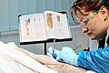 Janine Schwieger präpariert einen Oberschenkel. Sie ist Mitarbeiterin der Plastinate GmbH von Gunther von Hagens im brandenburgischen Guben.