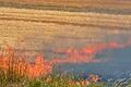 Bedingt durch starken Wind fraßen sich die Flammen schnell über das gesamte Feld.