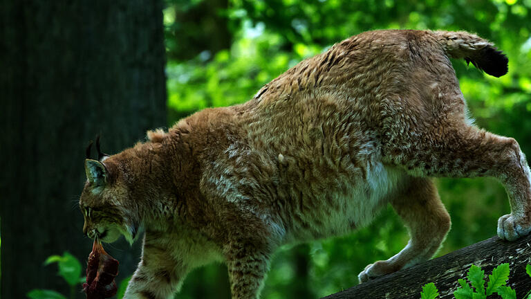 Anand Anders       -  Luchs Rufus wird wegen seiner moppeligen Figur zum Medienstar.