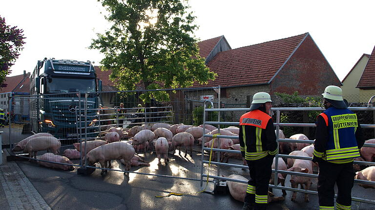 Unfall in Nenzenheimer Ortsdurchfahrt: Tiertransporter mit 90 Schweinen landet auf Gartentor