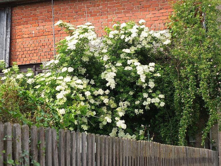 Große Holunderbüsche, wie dieses alte Exemplar in Gelchsheim, wachsen zumeist unbeachtet in wohl allen Orten im ländlichen Raum. Große Holunderbüsche, wie dieses alte Exemplar in Gelchsheim, wachsen zumeist unbeachtet in wohl allen Orten im ländlichen Raum.