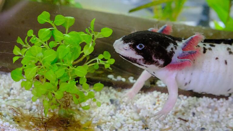 Mit den markanten Kiemen-Ästen gewinnen Axolotl einen Teil ihres Sauerstoffbedarfs und registrieren Vibrationen. Mit den markanten Kiemen-Ästen gewinnen Axolotl einen Teil ihres Sauerstoffbedarfs und registrieren Vibrationen.