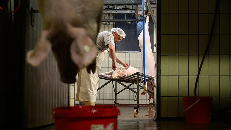 Schon am frühen Morgen harte Arbeit: Metzgermeister Eberhard Bumm in Trennfeld (Lkr. Main-Spessart) ist einer der wenigen Metzger weit und breit, die noch schlachten. Schon am frühen Morgen harte Arbeit: Metzgermeister Eberhard Bumm in Trennfeld (Lkr. Main-Spessart) ist einer der wenigen Metzger weit und breit, die noch schlachten. 