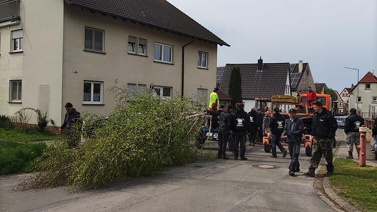 Die Rügshöfer Kirchweihburschen beschafften am Samstag kurzfristig einen Ersatz-Maibaum für Gerolzhofen. Die Rügshöfer Kirchweihburschen beschafften am Samstag kurzfristig einen Ersatz-Maibaum für Gerolzhofen.