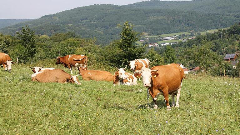 Von diesen Kühen kommt die Hohenrother Milch.