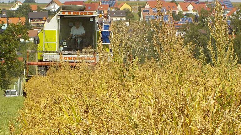 Vor wenigen Tagen erntete der Schleeriether Bio-Landwirt Herbert Krückel das erste Mal seine Rispenhirse. Das feinkörnige Getreide kommt mit Trockenheit und Hitze gut zurecht.