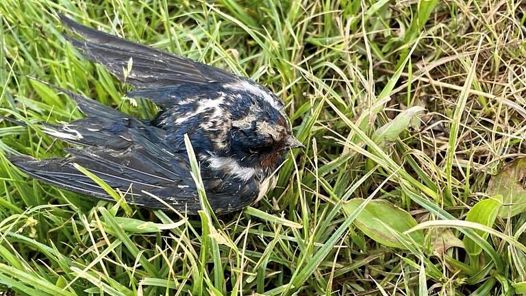 Ein Fall für das Netztwerk Wildvogelhilfe: geschwächte Rauchschwalbe, die Hilfe&nbsp; benötigt.