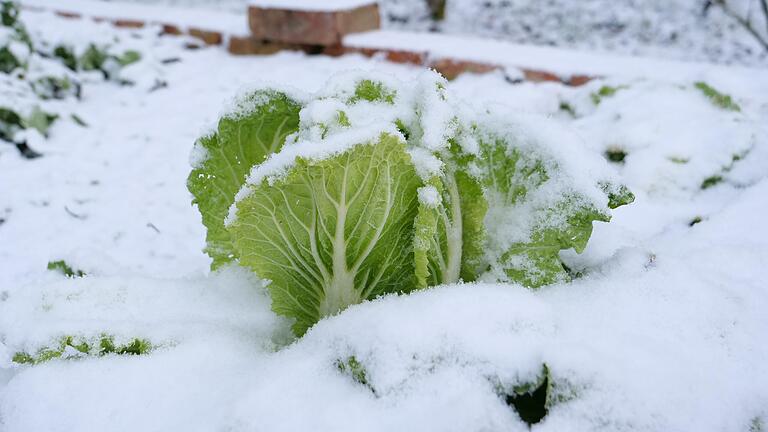 Keine Angst vor Schnee, Kohl kann bis in den Winter geerntet werden. Keine Angst vor Schnee, Kohl kann bis in den Winter geerntet werden.