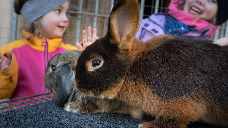 Den liebevollen Umgang mit den Kaninchen haben Paulina Pawlik (2, links) und Fiona Büttner (4) von ihren Opas Helmut Fritzges und Bernhard Then gelernt. Den liebevollen Umgang mit den Kaninchen haben Paulina Pawlik (2, links) und Fiona Büttner (4) von ihren Opas Helmut Fritzges und Bernhard Then gelernt.