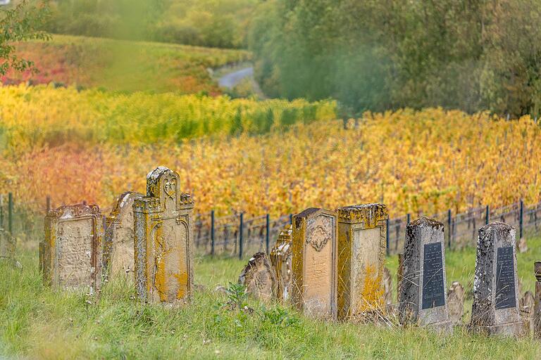 Unterwegs auf der TraumRunde Hüttenheim-Seinsheim im Kitzinger Land kommt man am Judenfriedhof in Hüttenheim vorbei. Er liegt am Fuße des Tannenberges inmitten von Weinbergen und hat 468 Gräber. Unterwegs auf der TraumRunde Hüttenheim-Seinsheim im Kitzinger Land kommt man am Judenfriedhof in Hüttenheim vorbei. Er liegt am Fuße des Tannenberges inmitten von Weinbergen und hat 468 Gräber.