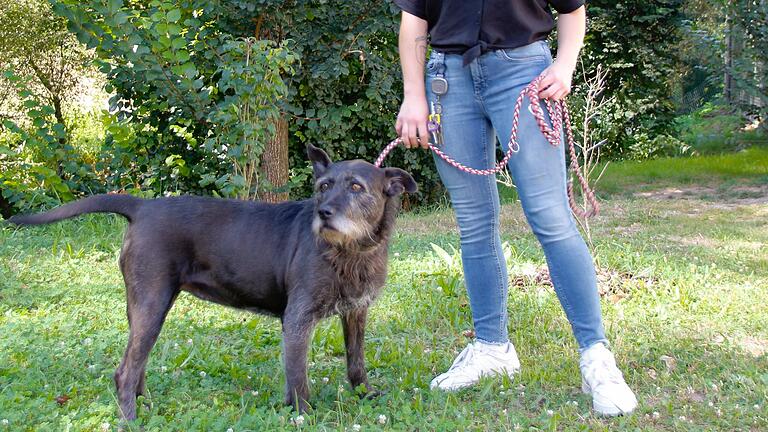 Schwer vermittelbare Hunde im Tierheim Wanningsmühle - Für die zwölfjährige Maya muss das geeignete Futter zubereitet werden. Schwer vermittelbare Hunde im Tierheim Wanningsmühle - Für die zwölfjährige Maya muss das geeignete Futter zubereitet werden.