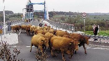 Nicht ganz alltäglich ist das       -  Nicht ganz alltäglich ist das Bild einer Rinderherde auf den Wegen und Straßen auf der neuen Marktheidenfelder Mainbrücke. Die Tiere von Mathias
und Gabi Öhring nahmen es dabei auf dem Weg vom Hafenlohrtal nach Karbach mit den geltenden Verkehrsregeln nicht ganz so genau und hielten
sich an den kürzesten Weg nach Hause.