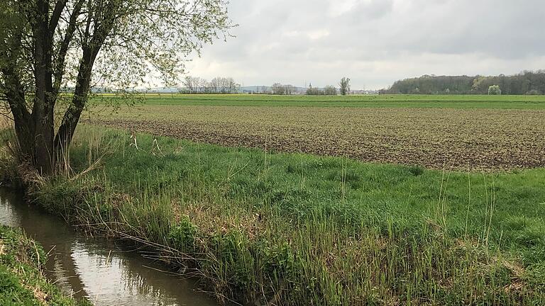 Dieser Acker auf der rechten Uferseite des Volkachbachs zwischen dem Hörnauer Wald und den Hörnauer Seen wurde gegrubbert. Zuvor ging dort bereits der Weizen auf.