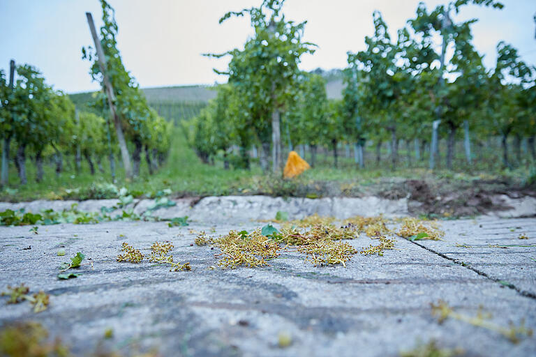 Nur ein paar Stengel zeugen davon, dass hier gerade ein Weinberg vollautomatisch gelesen worden ist.&nbsp;