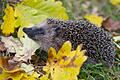 Igel im Laub       -  Igel überwintern gerne im Laub.