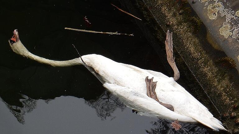 Die Vogelgrippe kam im Januar. Die Vogelgrippe kam im Januar.