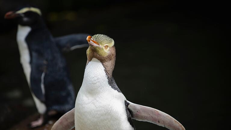 Hoiho ist Neuseelands Vogel des Jahres       -  Der Hoiho gilt als stark gefährdet.