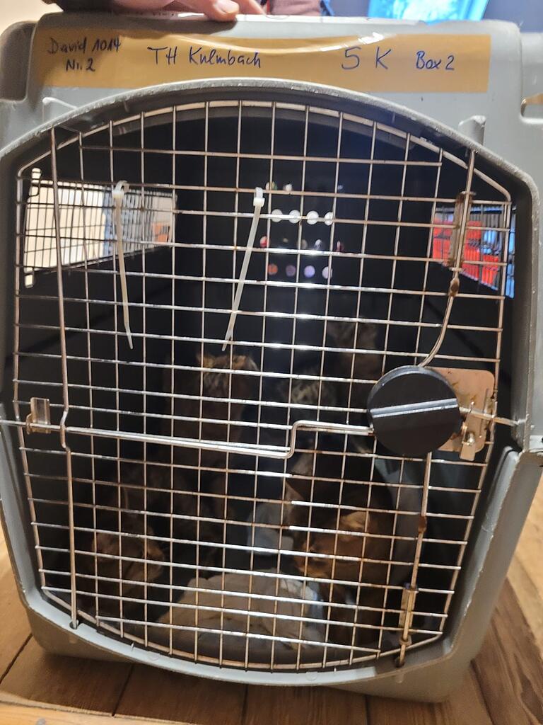 Je fünf Katzen kamen in solchen Transportboxen in Kulmbach an.