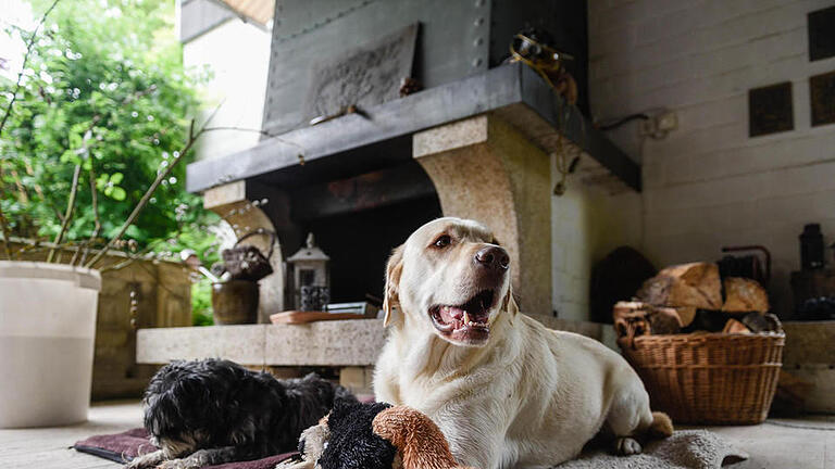 Besuch im Hundehotel in Fuchsstadt bei Hammelburg Foto: Thomas Obermeier       -  Besuch im Hundehotel in Fuchsstadt bei Hammelburg Foto: Thomas Obermeier