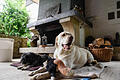 Besuch im Hundehotel in Fuchsstadt bei Hammelburg Foto: Thomas Obermeier       -  Besuch im Hundehotel in Fuchsstadt bei Hammelburg Foto: Thomas Obermeier