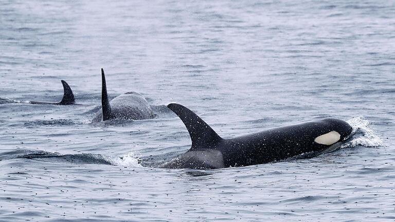 Mysteriöse Orca-Attacken       -  Orcas leben weltweit - wie hier bei Japan. Aber nur Tiere in der iberischen Region zeigen das mysteriöse Verhalten. (Archivbild)