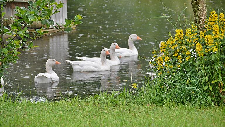 Im Fränkischen Freilandmuseum in Fladungen waren die Gänse in diesem Jahr oftmals allein. Auch in diesen Tagen sind die Besucher, besonders bei Regen, noch rar.