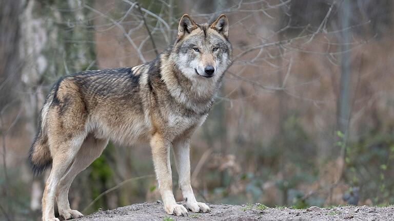 Gibt es (mindestens) einen Wolf in den Oberstdorfer Bergen? Darüber ist eine Diskussion entbrannt.  Foto: Boris Roessler, dpa (Symbolbild)       -  Gibt es (mindestens) einen Wolf in den Oberstdorfer Bergen? Darüber ist eine Diskussion entbrannt.