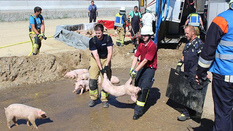 Die Einsatzkräfte kümmerten sich um die verunglückten Ferkel. Für 700 von 900 gab es keine Rettung.