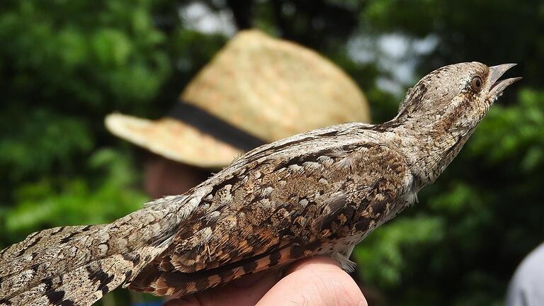 Der Wendehals steht auf der Roten Liste der Brutvögel. Deutschlandweit gibt es 8500 bis 15.500 Brutpaare. Im Norden der ehemaligen Kaserne Bad Kissingen hat er einen Lebensraum - Der Wendehals steht auf der Roten Liste der Brutvögel. Deutschlandweit gibt es 8500 bis 15.500 Brutpaare. Im Norden der ehemaligen Kaserne Bad Kissingen hat er einen Lebensraum Der Wendehals steht auf der Roten Liste der Brutvögel. Deutschlandweit gibt es 8500 bis 15.500 Brutpaare. Im Norden der ehemaligen Kaserne Bad Kissingen hat er einen Lebensraum - Der Wendehals steht auf der Roten Liste der Brutvögel. Deutschlandweit gibt es 8500 bis 15.500 Brutpaare. Im Norden der ehemaligen Kaserne Bad Kissingen hat er einen Lebensraum