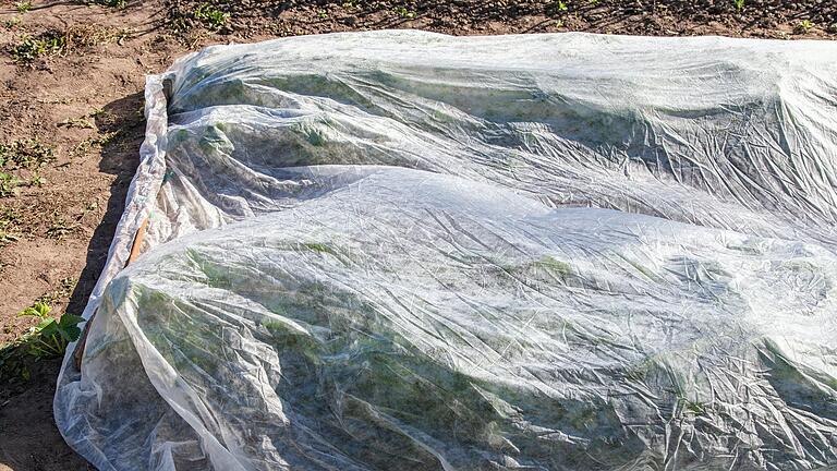 Salate, Kohl oder auch Mangold kann bereits vor den Eisheiligen ins Beet gepflanzt werden. Droht Frost, können die Pflanzen mit Vlies geschützt werden.