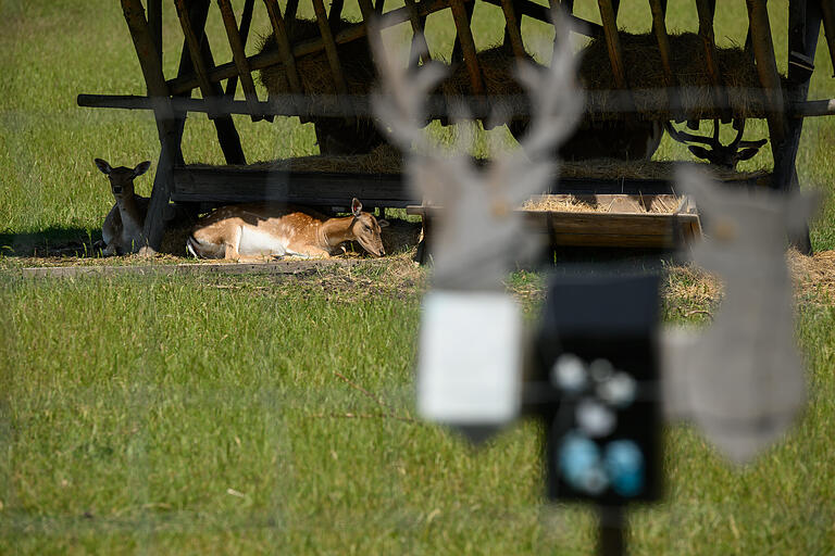 Am Sambachshof ist es bei knapp 30 Grad im Schatten auch den Rehen zu heiß. Jeder Schattenplatz im Gehege ist belegt. Am Sambachshof ist es bei knapp 30 Grad im Schatten auch den Rehen zu heiß. Jeder Schattenplatz im Gehege ist belegt.