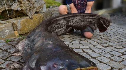Einen Riesen-Wels mit 2,18 Metern Länge und einem Gewicht von 52,5 Kilo Gewicht hat Angler Janik Lubej 2019 aus dem Main bei Randersacker gefischt. Einen Riesen-Wels mit 2,18 Metern Länge und einem Gewicht von 52,5 Kilo Gewicht hat Angler Janik Lubej 2019 aus dem Main bei Randersacker gefischt.