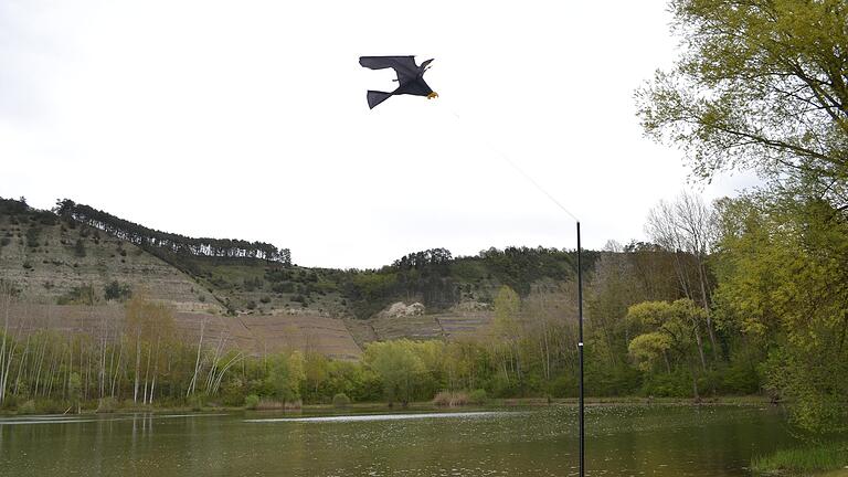 Mit Vogelattrappen, die an verschiedenen Stellen am Klostersee angebracht wurden, will der Markt Triefenstein Nilgänse vom Gewässer fern halten. Mit Vogelattrappen, die an verschiedenen Stellen am Klostersee angebracht wurden, will der Markt Triefenstein Nilgänse vom Gewässer fern halten.