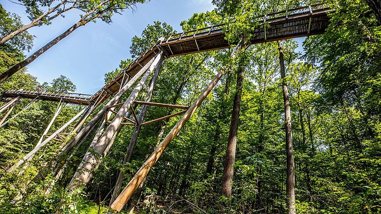 Bis zu 26 Meter über Grund läuft der im Jahr 2016 eröffnete Steg des Baumwipfelpfads bei Ebrach. Rund ein Drittel der Holzstützen mussten wegen Schäden ausgetauscht werden. Das Holz der erneuerten Stützen (Bildmitte) ist heller als das der verbliebenen alten. Bis zu 26 Meter über Grund läuft der im Jahr 2016 eröffnete Steg des Baumwipfelpfads bei Ebrach. Rund ein Drittel der Holzstützen mussten wegen Schäden ausgetauscht werden. Das Holz der erneuerten Stützen (Bildmitte) ist heller als das der verbliebenen alten.