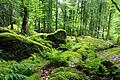 Erholung in der Natur kann für Körper und Seele wichtig sein. Unser Foto zeigt einen Wald im Schondratal. Foto: Elisabeth Assmann       -  Erholung in der Natur kann für Körper und Seele wichtig sein. Unser Foto zeigt einen Wald im Schondratal. Foto: Elisabeth Assmann