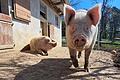 Die Schweine Greta (links) und Freitag freuen sich über den Besuch.