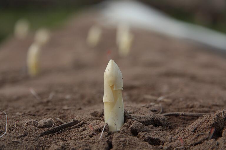 Der Spargel sprießt bereits, aber durch die Schließung vieler Gastronomiebetriebe fehlen wichtige Abnehmer. Anders als sonst, versucht der Schönartser Spargelbauer das Wachstum nicht zu beschleunigen, sondern zu bremsen. Der Spargel sprießt bereits, aber durch die Schließung vieler Gastronomiebetriebe fehlen wichtige Abnehmer. Anders als sonst, versucht der Schönartser Spargelbauer das Wachstum nicht zu beschleunigen, sondern zu bremsen.