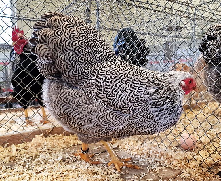 Note Vorzüglich für das silberfarbig-gebänderte Deutsche Zwerg-Wyandotten-Huhn des Züchters Hermann Gerhard aus Himmelstadt, ausgezeichnet mit einem Landesverbandsehrenpreis Note Vorzüglich für das silberfarbig-gebänderte Deutsche Zwerg-Wyandotten-Huhn des Züchters Hermann Gerhard aus Himmelstadt, ausgezeichnet mit einem Landesverbandsehrenpreis