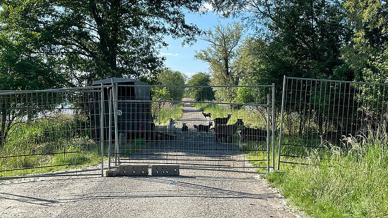 Auf der Weide an den Hörnauer Seen nordwestlich von Gerolzhofen leben derzeit sieben Ziegen, 14 Schafe und zwölf Ziegenlämmer. Nur aufgrund eines Zufalls konnte der mögliche Diebstahl der Tiere von der mit Bauzäunen gesicherten Weide verhindert werden.