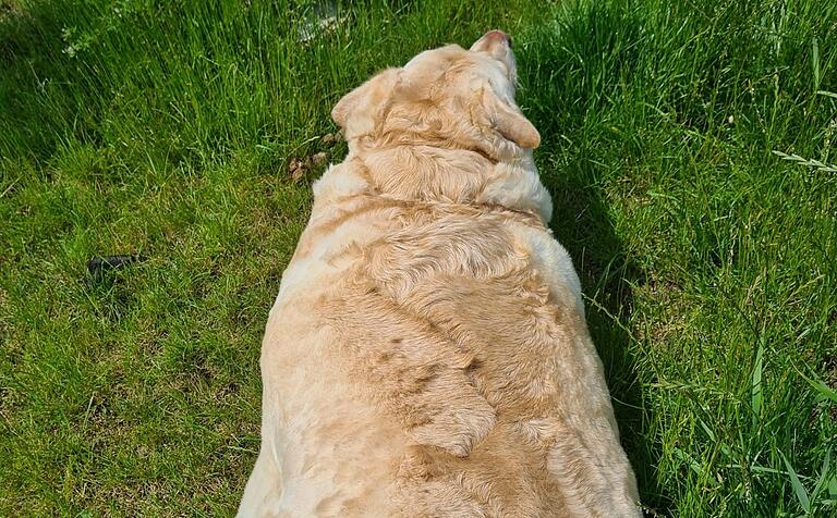 Labradorhündin Heli kam mit starkem Übergewicht ins Tierheim, wo sie dank einer Diät schrittweise abnahm.