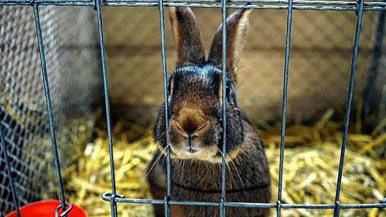 Kuckuck: Die niedlichen Kaninchen mit ihrem flauschigen Fell, Stupsnasen und treuen Augen bezauberten die Mellrichstädter Tierfreunde.