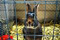 Kuckuck: Die niedlichen Kaninchen mit ihrem flauschigen Fell, Stupsnasen und treuen Augen bezauberten die Mellrichstädter Tierfreunde.