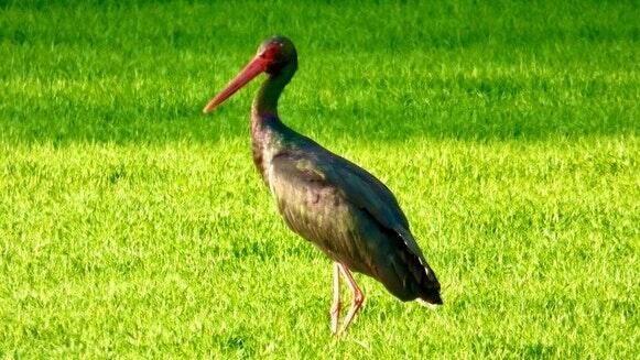 Christine Fehlbaum aus Gerolzhofen ist es gelungen, diesen Schwarzstorch auf einer Wiese in der Hörnau zu fotografiert. Schwarzstörche sind äußerst scheu und selten.