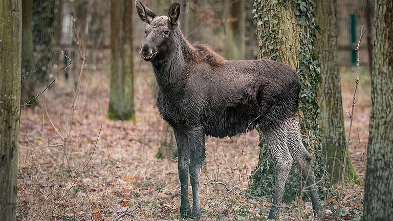 Elch Cordula schaut sich im Gehege im Schweinfurter Wildpark um. Am 6. Dezember ist sie eingezogen.&nbsp;