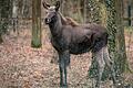 Elch Cordula schaut sich im Gehege im Schweinfurter Wildpark um. Am 6. Dezember ist sie eingezogen.&nbsp;